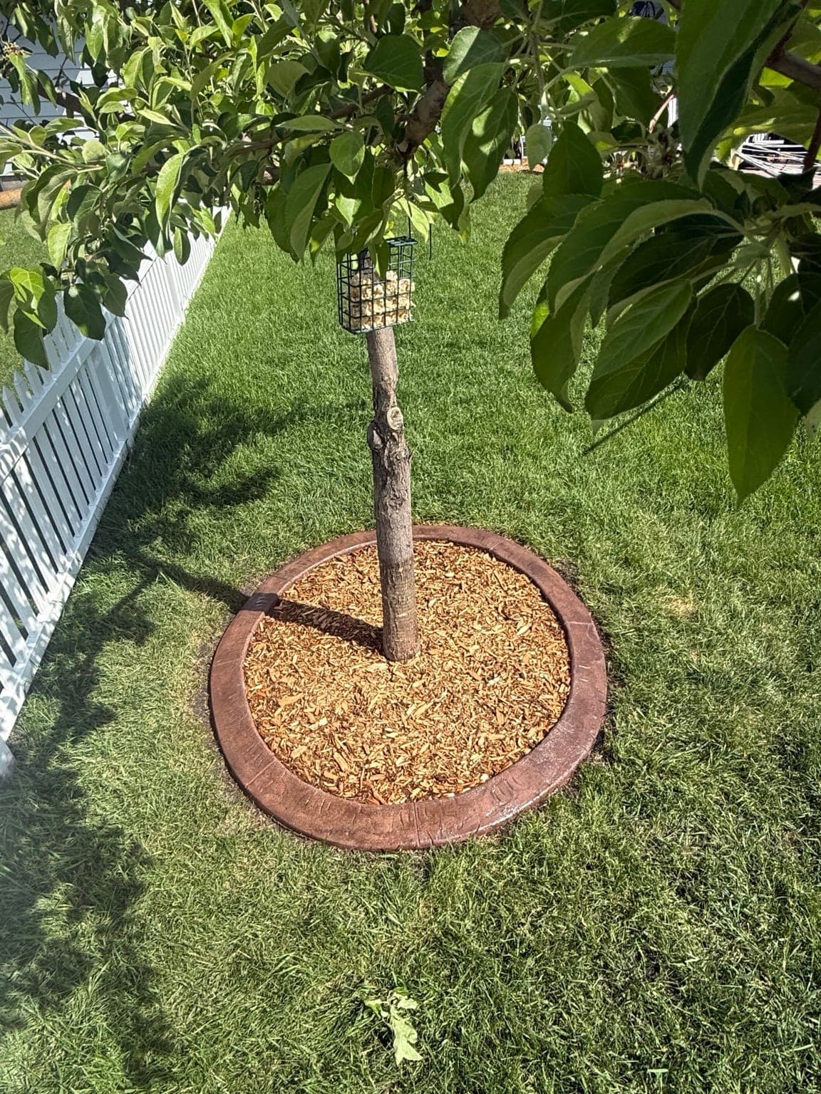 Close-up of a stamped-concrete tree ring with fresh mulch